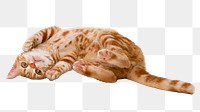 Ginger shorthair cat png sticker, transparent background