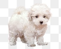 White fluffy puppy png sticker, transparent background