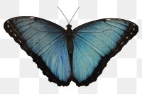 Blue butterfly png sticker, animal image, transparent background