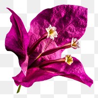 Bougainvillea flower png sticker, transparent background