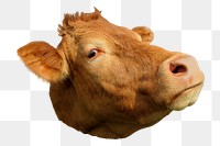 Funny cow face png sticker, animal image, transparent background