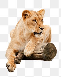 Female lion png sticker, animal image, transparent background