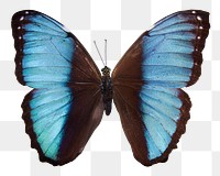 Blue morpho butterfly png sticker, animal image, transparent background