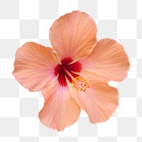 Hibiscus flower png sticker, transparent background