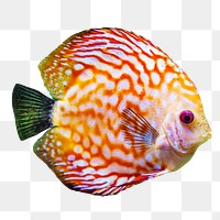 Red discus fish png sticker, transparent background