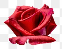 Red rose png sticker, transparent background