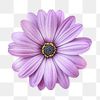 Purple daisy png sticker, transparent background