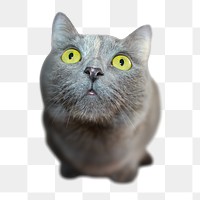 Chartreux cat png pet sticker, transparent background