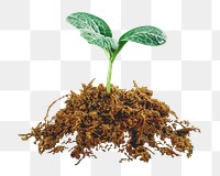 Growing sprout png sticker, transparent background