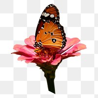 Butterfly on flower png sticker, animal image, transparent background