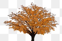 Autumn tree png sticker, transparent background
