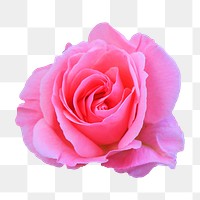 Pink rose png sticker, transparent background