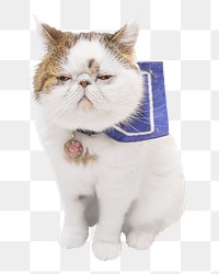 Exotic shorthair cat png sticker, transparent background