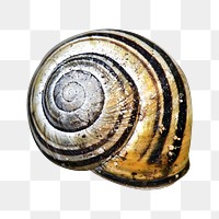 Snail shell png sticker, transparent background