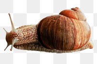 Snail png sticker, animal image, transparent background