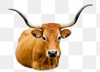 Cachena cattle png sticker, animal image, transparent background