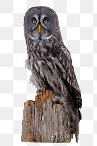 Great grey owl png sticker, animal image, transparent background