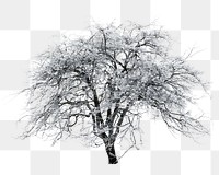 Winter tree png sticker, transparent background