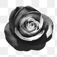 BW rose png sticker, transparent background