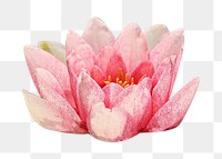 Water lily flower png sticker, transparent background