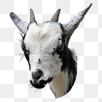 Goat head png sticker, animal image, transparent background