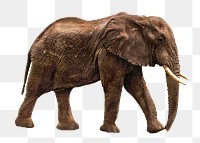 African elephant png sticker, animal image, transparent background