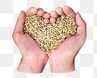 Hands cupping wheat grains png sticker, transparent background