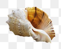 Conch seashell png sticker, transparent background