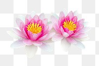 Water lily flowers png sticker, transparent background