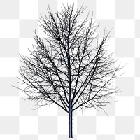 Dry tree png sticker, transparent background