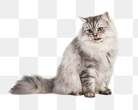 Persian cat png animal sticker, transparent background