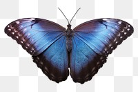 Blue morpho butterfly png sticker, animal image, transparent background