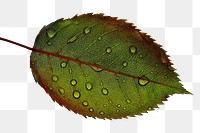 Water droplets leaf png sticker, transparent background