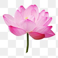 Lotus flower png sticker, transparent background