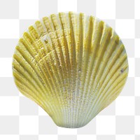 Gradient seashell png sticker, transparent background