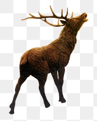 Elk with antlers png sticker, transparent background