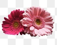 Pink daisy png sticker, transparent background