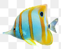 Copperband butterflyfish png sticker, animal image, transparent background