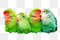 Colorful parrots png sticker, transparent background