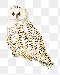 Snowy owl png bird sticker, transparent background