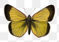 Yellow butterfly png sticker, transparent background