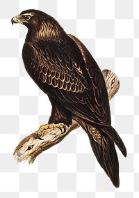 Wedge-tailed eagle png sticker, vintage bird on transparent background