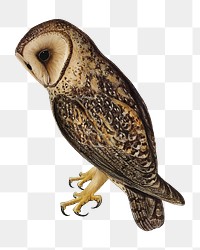 Masked barn owl png bird sticker, transparent background