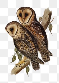 Masked barn owls png bird sticker, transparent background