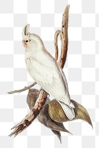 Blood-stained cockatoo png bird sticker, transparent background