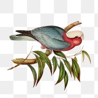 Rose-breasted Cockatoo png bird sticker, transparent background