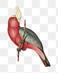 Rose-breasted Cockatoo png bird sticker, transparent background