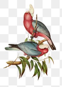 Rose-breasted Cockatoo png bird sticker, transparent background