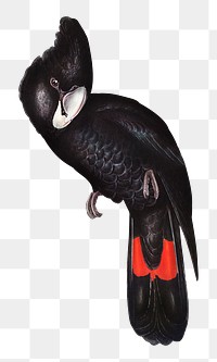 Great-billed black cockatoo png sticker, vintage bird on transparent background