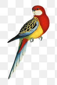 Rose-hill parakeet png bird sticker, transparent background